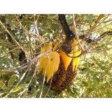 A+ Antiguasdelnorte.com Honey Bee & Swarm Removal - Pest Control in Albuquerque