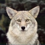Silver Coyote - Jewelry in Santa Fe