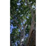 Chad's Tree & Shrub Service - Tree Services in Albuquerque