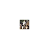 Grindstone Stables - Other in Ruidoso