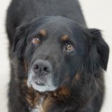 Kindred Paws LLC - Pet Services in Albuquerque