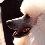 The Enchanted Poodle Club - Pet Services in Albuquerque