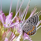Paglayan Serquis LLC - Landscape Architects in Santa Fe