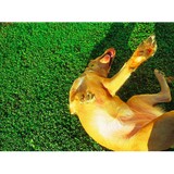 Gopher Grabbers - Pest Control in Albuquerque