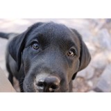 Assistance Dogs of the West - Other in Santa Fe