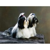 Groomingdales - Pet Groomers in Las Vegas