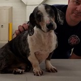 Pet Awareness & Welfare Service - Pet Services in Las Vegas