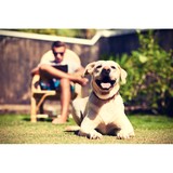 Tender Care Pet and House Sitting Service - Pet Sitting in Las Vegas