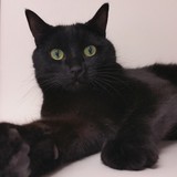 American Pet Hospital - Pet Services in Las Vegas