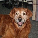 modern pet - Pet Groomers in Las Vegas