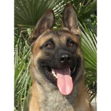 Sit Means Sit - Pet Services in Las Vegas