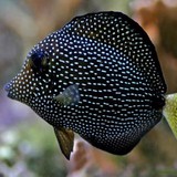 Blue Reef Aquatics - Local Fish Stores in North Las Vegas