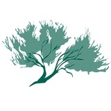 Sage Forensic Accounting Inc - Accountants in Las Vegas