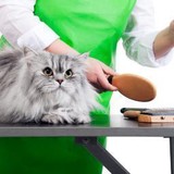 Pawsh Wash - Pet Groomers in Las Vegas