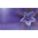 Ondo Aesthetics - Wholesale in Las Vegas