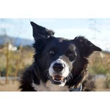 Pet'Ographique - Pet Stores in Henderson