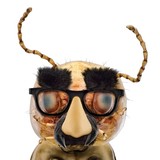 Orkin - Pest Control in Fairfield