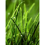 Wonder Gro Inc - Lawn Services in Bedford