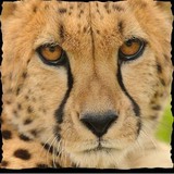 Cincinnati Zoo Foundation Inc - Social Clubs in Cincinnati
