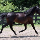 Spring Wood Farm - Other in Garrettsville