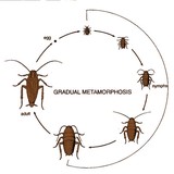 Pride Pest Control LLC - Pest Control in Columbus