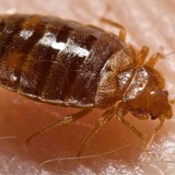 D & J House Doctors LLC - Pest Control in Edison