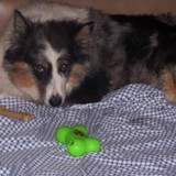 Newark Pet Concierge LLC - Pet Stores in Newark