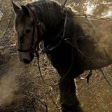 Percheron Horse Assn - Other in Fredericktown