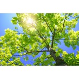 Tawa Tree Service - Tree Services in Ottawa