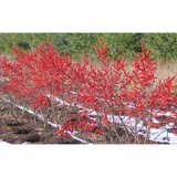 Chagrin Valley Nurseries Inc - Other in Gates Mills