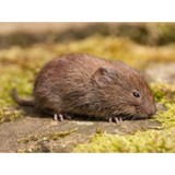 Expert Pest Management - Pest Control in Canton