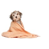 Hollywood Hounds Pet Spa - Other in North Royalton