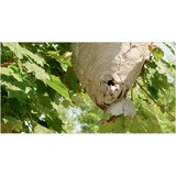 Allstate Termite & Pest Cntrl - Pest Control in Franklin