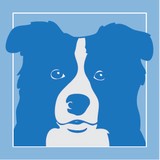 Copyright Blue Merle - Other in Prospect