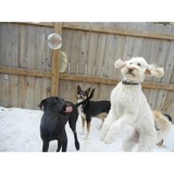 Angie's Therapy Dog Class - Rehabilitation Center in Columbus