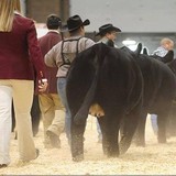 Hagans Show Calves - Other in Warsaw