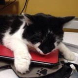 Naas Rebecca K DVM - Veterinarians/Vets in Cincinnati