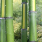 Bamboo Garden - Restaurants in Jackson