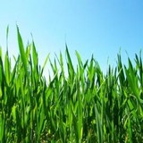 Ameriturf - Lawn Services in Marietta