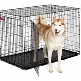 Pet Crates Direct Inc - Pet Stores in Albany