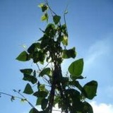 Beanstalk CFO Group - Accountants in Columbus