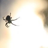 Greenix Pest Control - Pest Control in Dublin