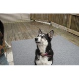Cedar Creek Canine Center, Inc. - Other in Bellville