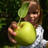 Lynd's Fruit Farm Apple Orchrd - Other in Pataskala