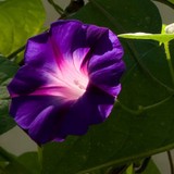 Outside Influence LLC - Landscaping in Loveland