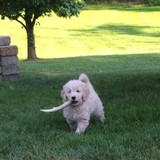 Yesteryear Acres Labradoodles And Goldendoodles - Other in Heath