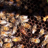 Bee Lazy Ltd - Other in Hiram