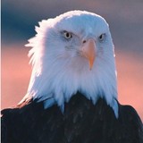 Eagle Land Title Agency - Software Development in Dublin