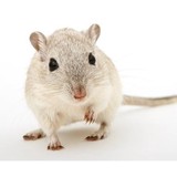 Aid Pest Control - Wholesale in Salem
