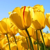 New-Life Chiropractic Inc - Chiropractors in Hilliard